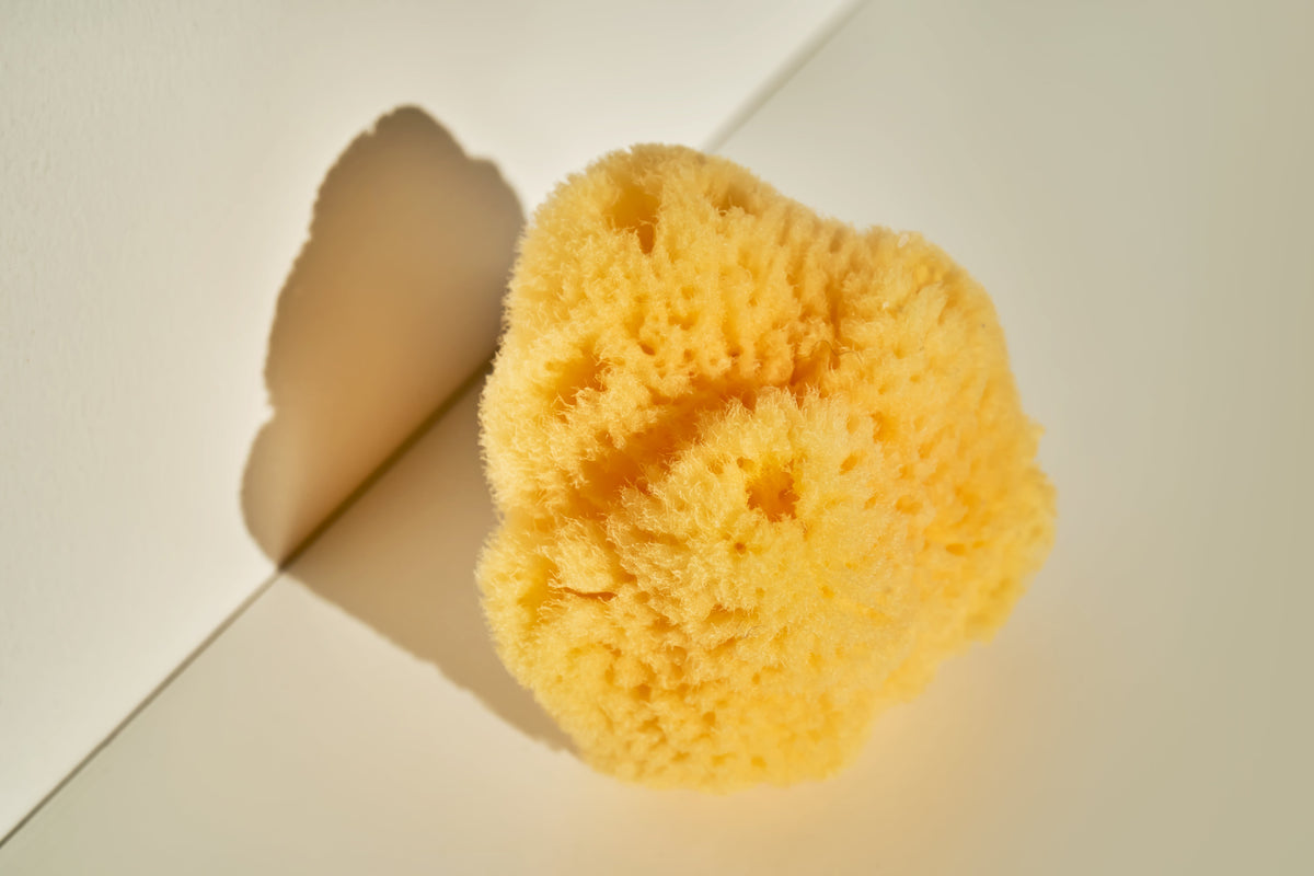 Natural Mediterranean Sea Sponge