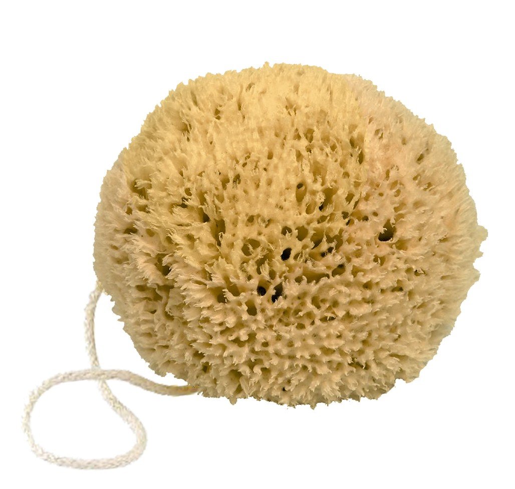 Natural Mediterranean Sea Sponge